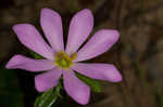 Appalachian rose gentian